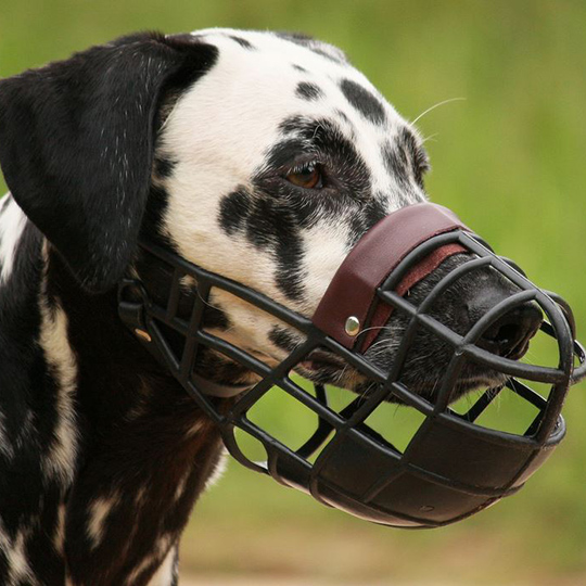 dalmation with muzzle